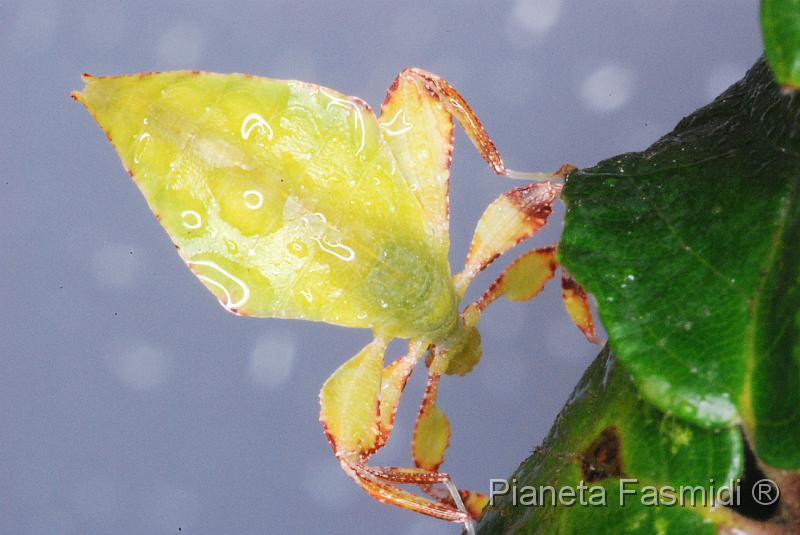 Phyllium siccifolium L2 04.JPG